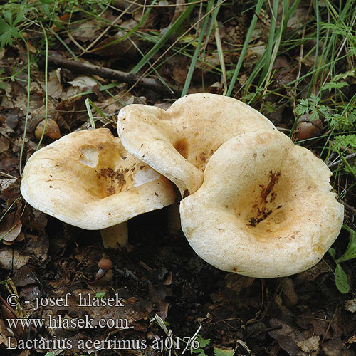 Lactarius acerrimus Brændende mælkehat Queraderiger Milchling