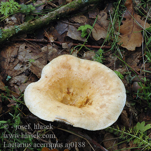 Lactarius acerrimus 辛辣乳菇 Gekroesde melkzwam Eikebelteriske