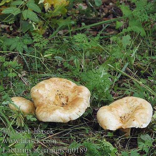 Lactarius acerrimus Mleczaj najostrzejszy Млечник острейший Kratkobetna mlečnica Ryzec krátkonohý Kereszterű tejelőgomba Queraderiger Milchling Lactaire très âcre Brændende mælkehat Queraderiger Milchling 辛辣乳菇 Gekroesde melkzwam Eikebelteriske