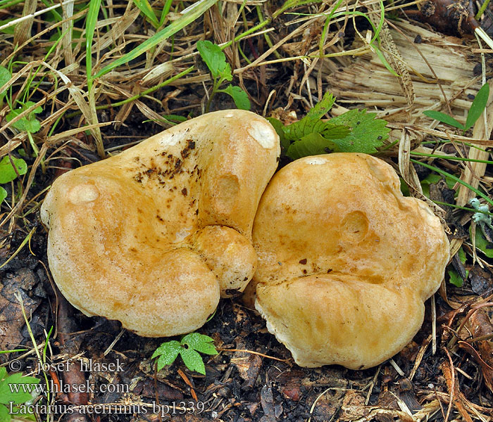 Lactarius acerrimus Kratkobetna mlečnica Ryzec krátkonohý