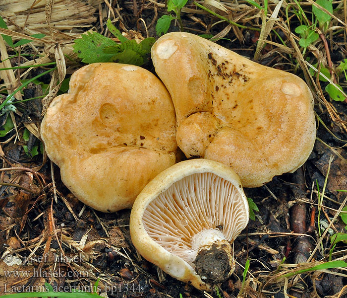 Lactarius acerrimus Kereszterű tejelőgomba Queraderiger Milchling