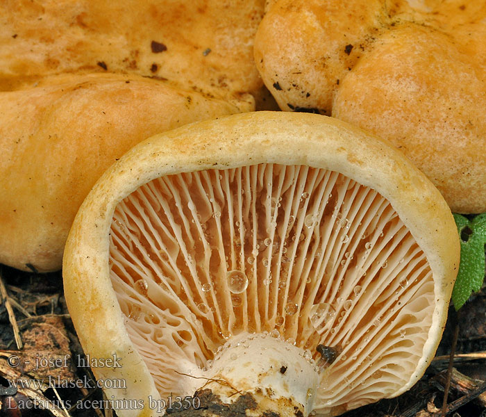 Lactarius_acerrimus_bp1350