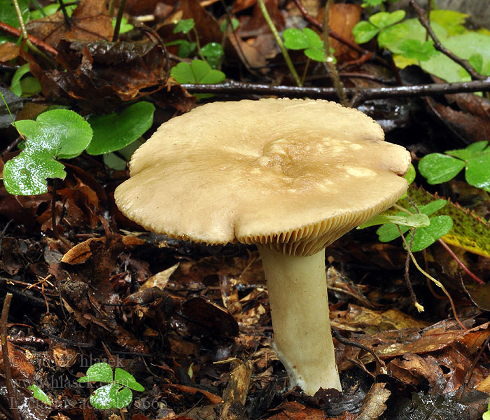 Lactarius acris Ryzec ostrý Rosaanlaufende Milchling