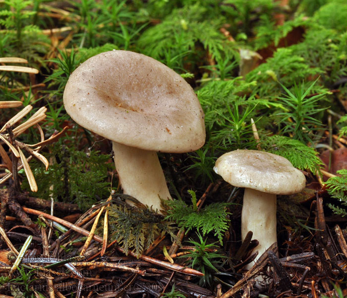 Lactarius albocarneum glutinopallens Ryzec bledoslizký