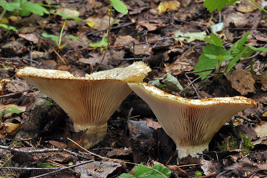 Lactarius aquizonatus Ryzec vodopásý Wässriggezonte Milchling