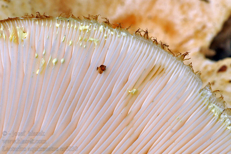 Ryzec vodopásý Lactarius aquizonatus