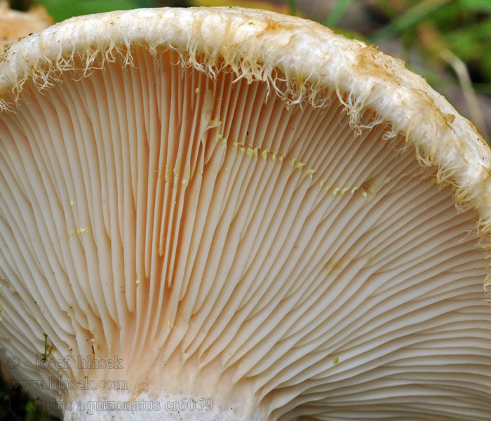 Wässriggezonte Milchling Lactarius aquizonatus