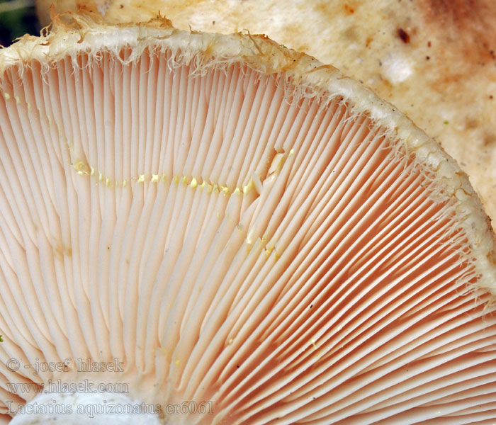 Rýdzik vodnatopásikavý Lactarius aquizonatus