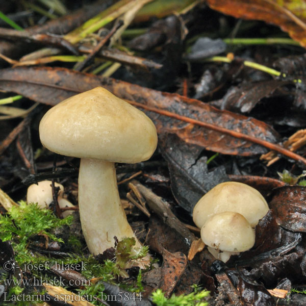 Lactarius aspideus bm5844