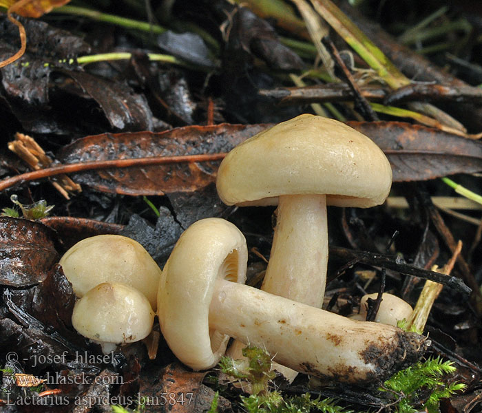 Lactarius aspideus bm5847