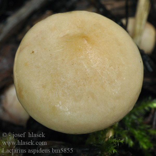 Lactarius aspideus bm5855