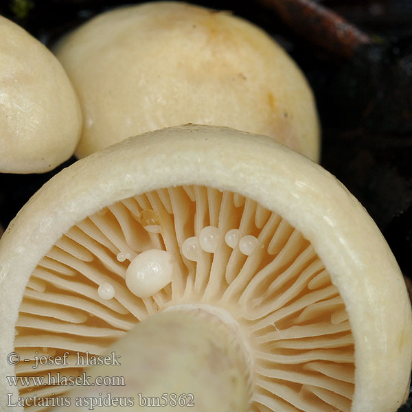 Lactarius aspideus bm5862