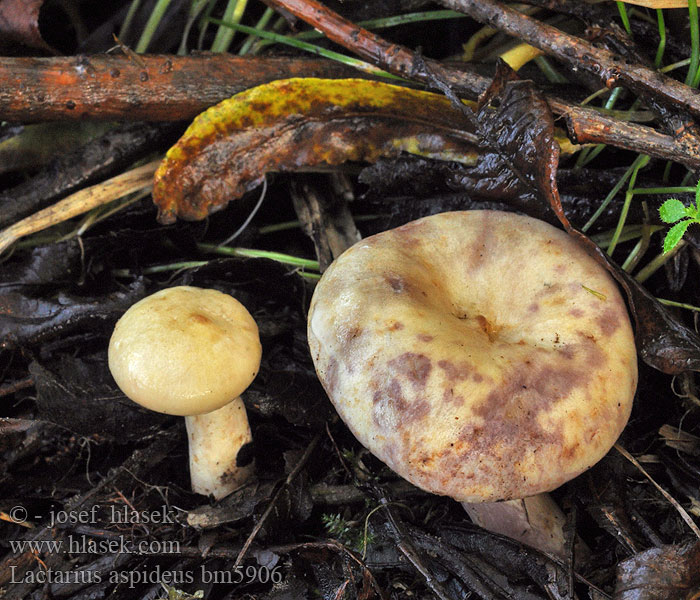 Lactarius aspideus bm5906