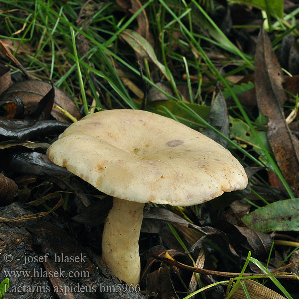 Lactarius aspideus bm5966