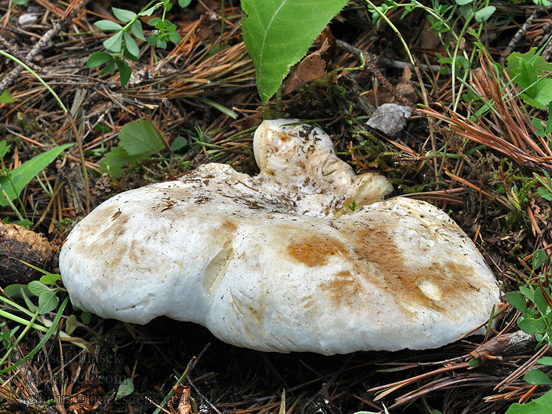 Lactarius bertillonii Ryzec Bertillonův Scharfer Woll-Milchling