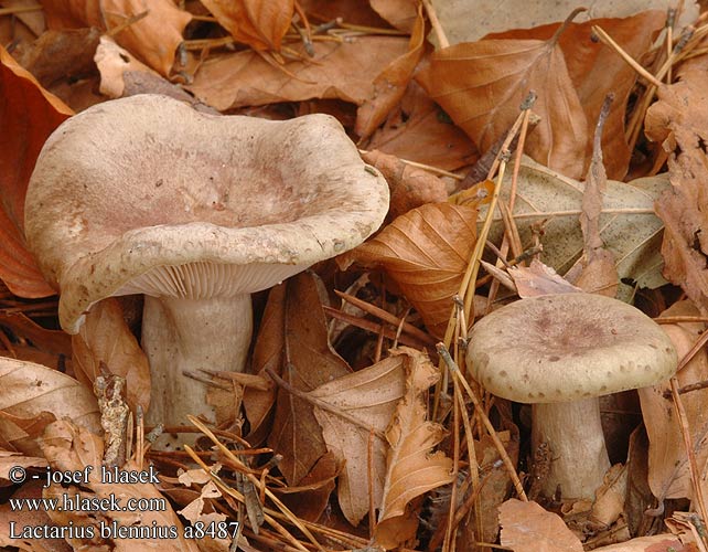 Lactarius blennius Slimy Milk Cap Beech Milkcap Dråbeplettet mælkehat