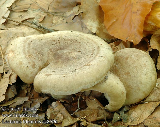 Lactarius blennius ac8596