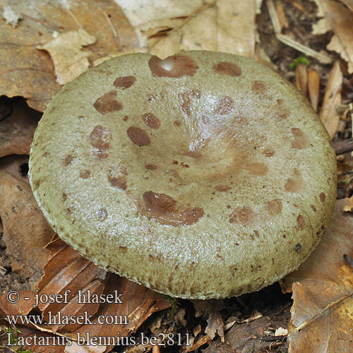 Ryzec zelený Grönriska Agaricus virescens Bøkeriske Млечник липкий