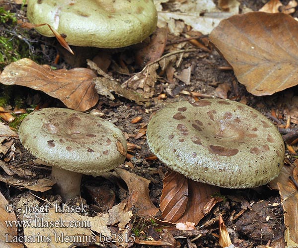 Млечник липкий Lactarius blennius Slimy Milk Cap Beech Milkcap