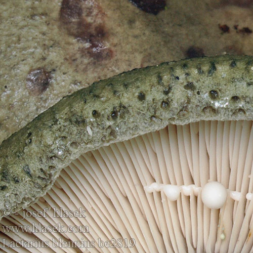 Slimy Milk Cap Beech Milkcap Dråbeplettet mælkehat Vihreä rousku