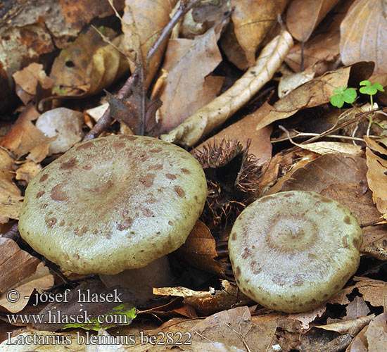 Lactarius blennius be2822