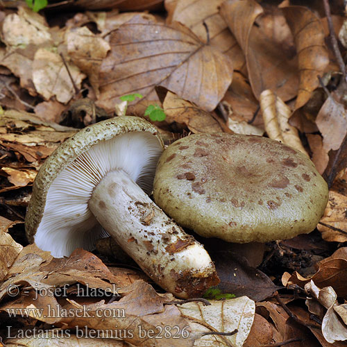 Lactarius blennius be2826