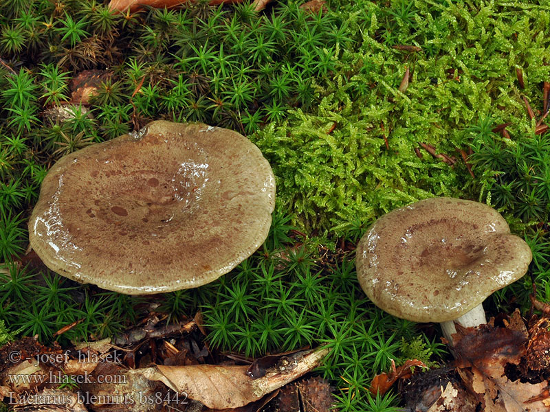 Lactarius_blennius_bs8442