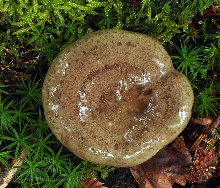 Lactarius blennius Lactaire muqueux