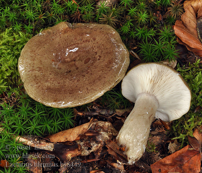 Lactarius blennius Graugrüner Milchling