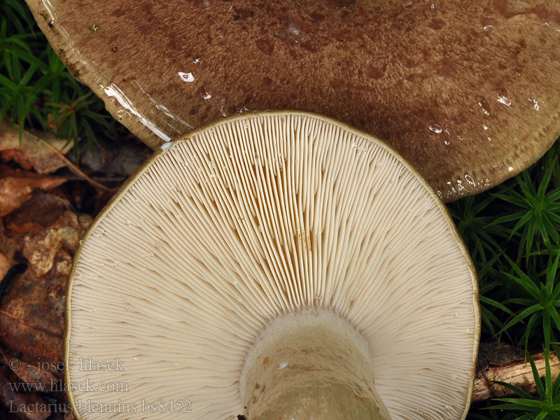 Lactarius_blennius_bs8452