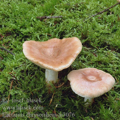 Lactarius chrysorrheus Lactario leche dorada