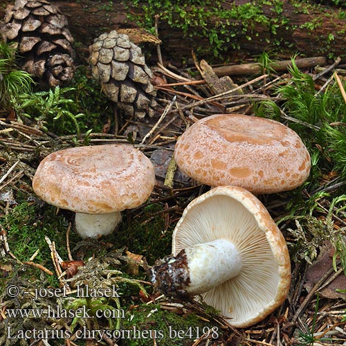 Lactarius chrysorrheus be4198