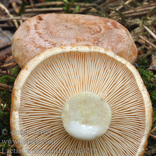 Lactarius chrysorrheus be4219