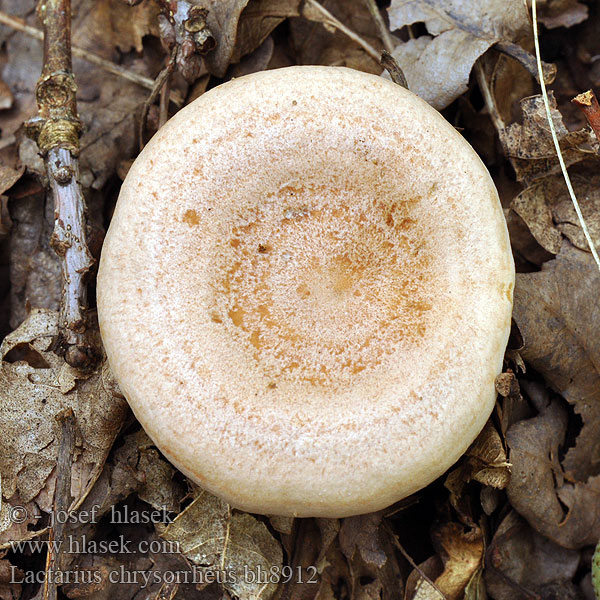 Lactarius chrysorrheus bh8912