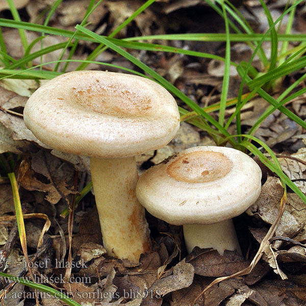 Lactarius chrysorrheus bh8918