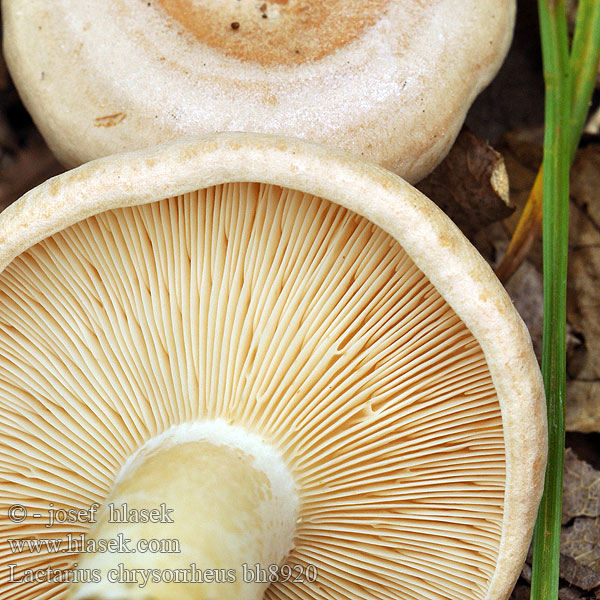 Lactarius chrysorrheus bh8920