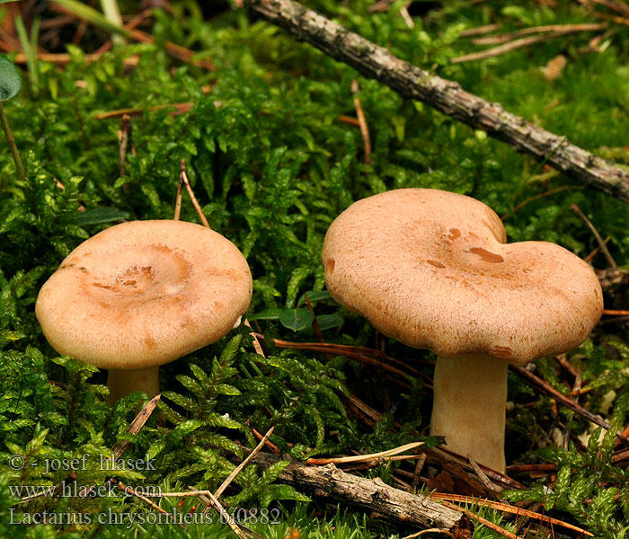 Lactarius chrysorrheus bi0882