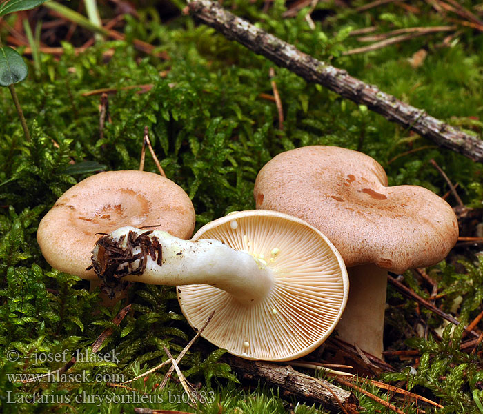 Lactarius chrysorrheus bi0883