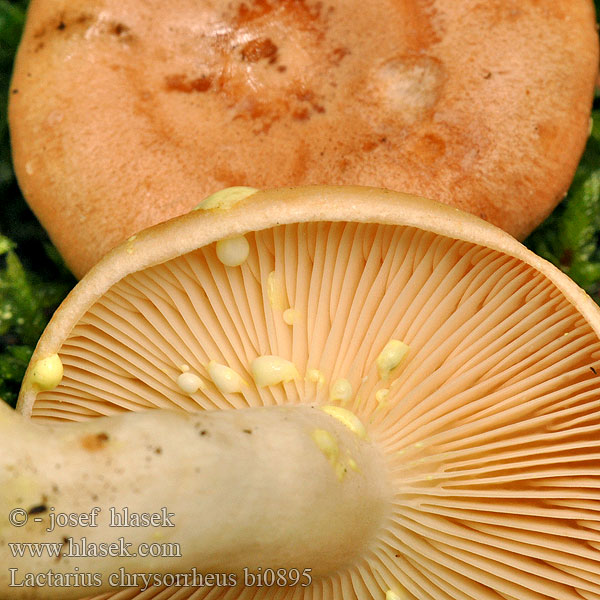 Lactarius chrysorrheus bi0895