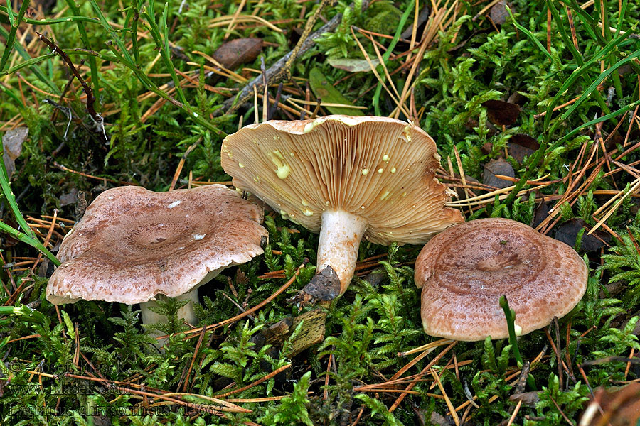 Lactarius chrysorrheus