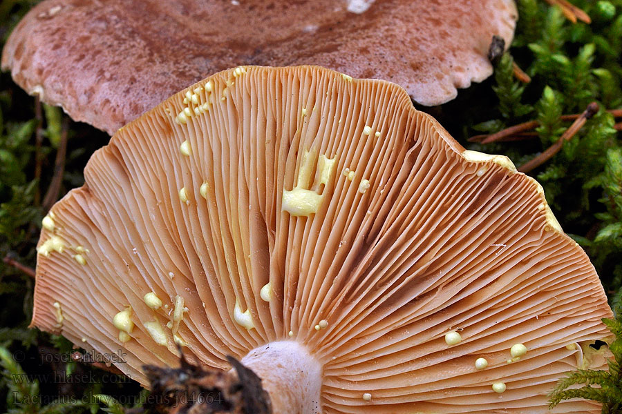 Lactarius chrysorrheus