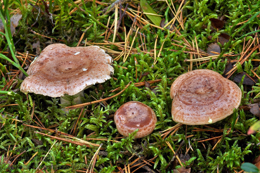 Lactarius chrysorrheus