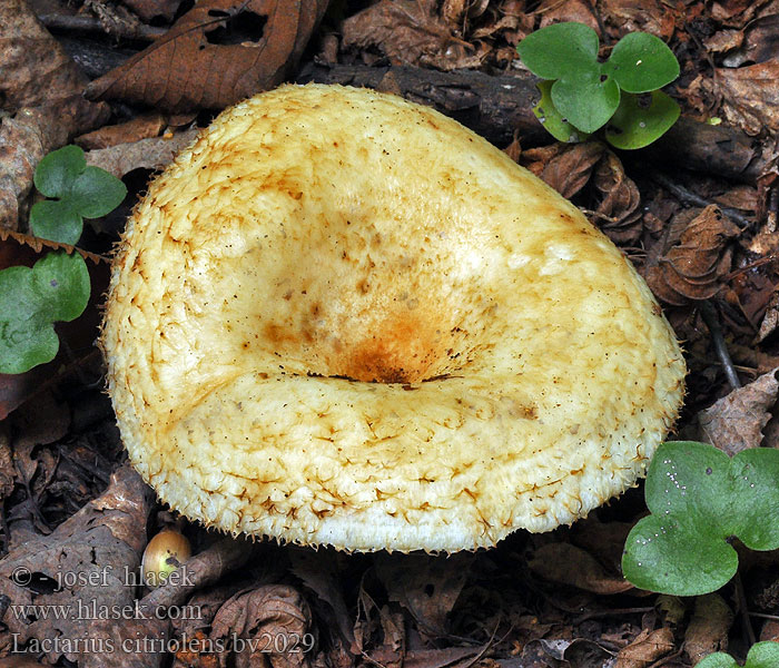 Lactarius citriolens Ryzec citronový