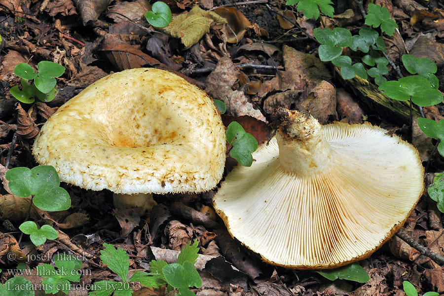 Lactarius citriolens Fransen-Milchling