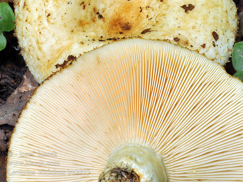 Lactarius citriolens Citrusmelkzwam