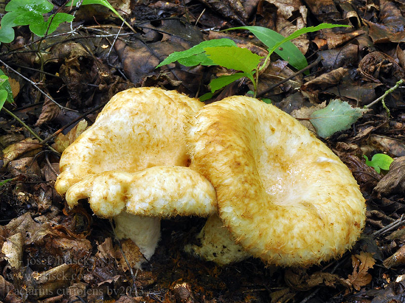 Lactarius citriolens Mleczaj cytrynowy