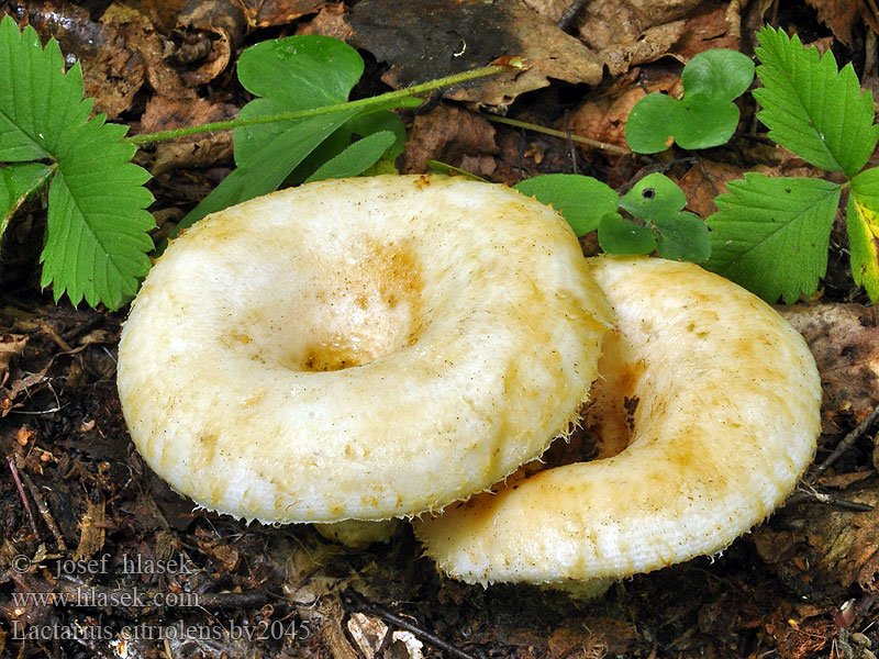 Lactarius citriolens Rýdzik slamovožltý Frynse-mælkehat