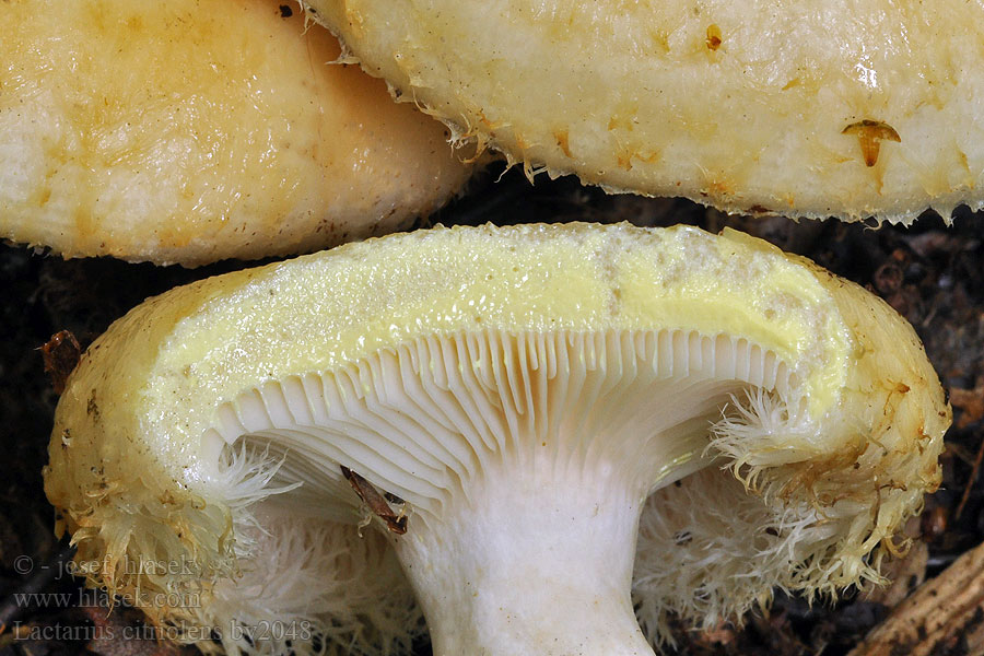 Lactarius citriolens Fransriska Partarousku