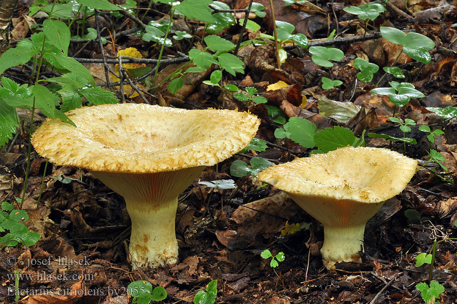 Lactarius citriolens Ryzec citronový Груздь бахромистый