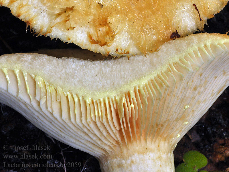 Lactarius citriolens Mleczaj cytrynowy Skjeggriske